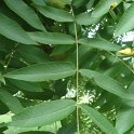 Juglans nigra feuille